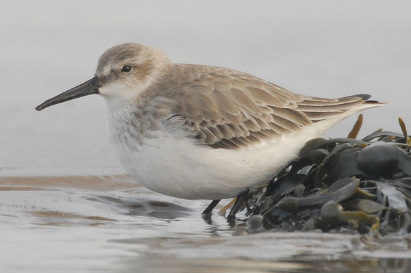 winter plumage Dunlin