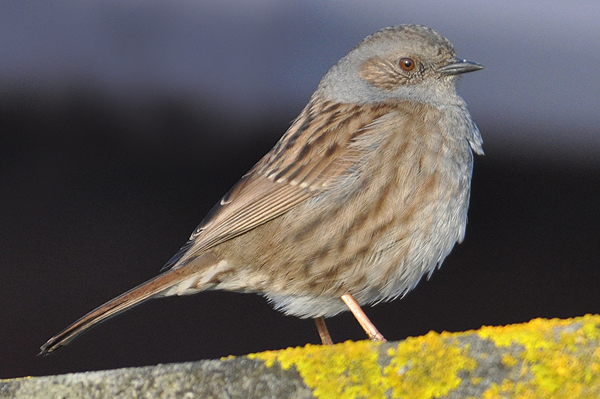 Dunnock