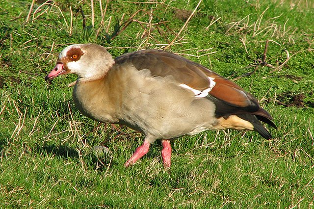 Egyptian Goose