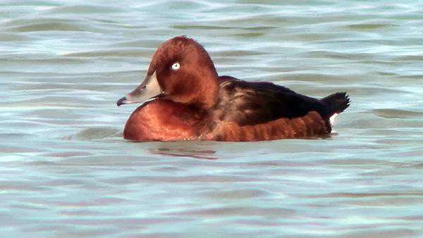 Drake Ferruginous Duck