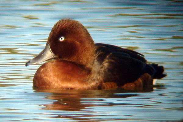 Drake Ferruginous Duck