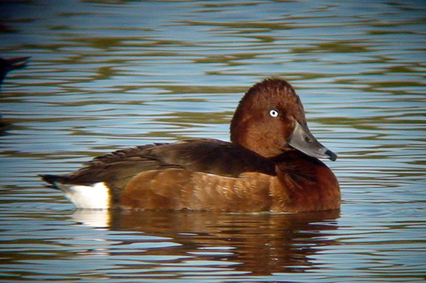 Drake Ferruginous Duck