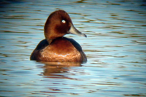 Drake Ferruginous Duck