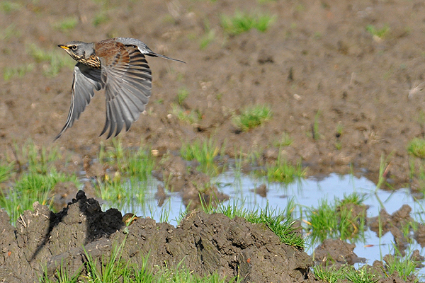 Fieldfare