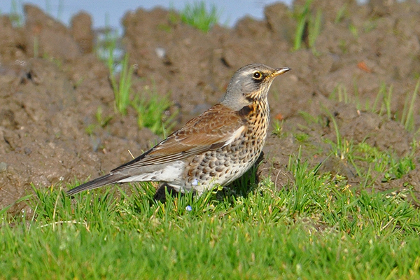 Fieldfare