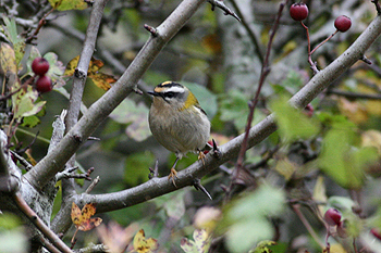 Firecrest