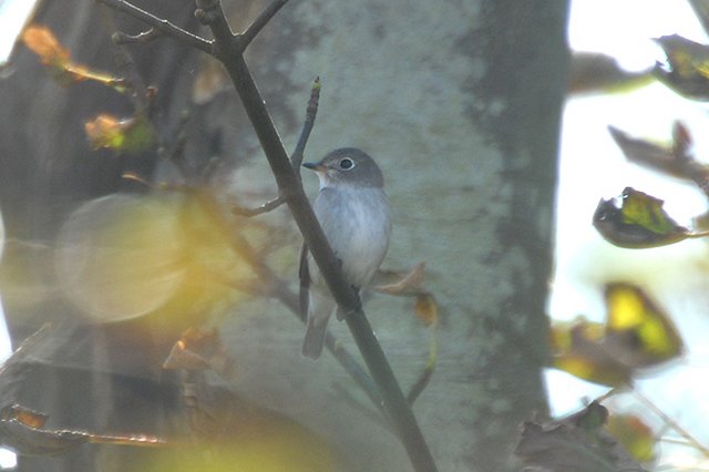 Brown Flycatcher