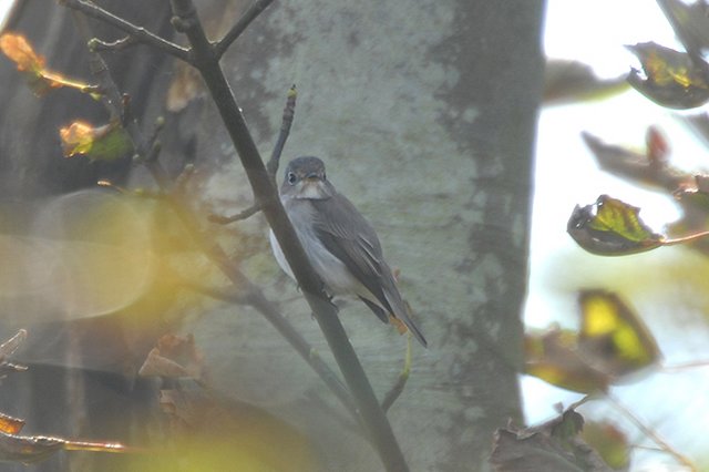 Brown Flycatcher