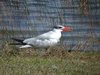 caspian tern