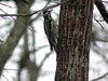 yellow-bellied sapsucker4