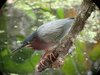 green heron2