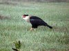 caracara