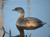 pied billed grebe