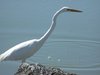 great egret