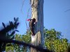 pileated woodpecker5