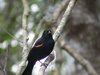 red-winged blackbird