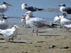 ring-billed gull3