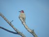 red-bellied woodpecker