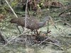 limpkin