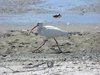 white ibis