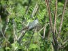 grey catbird