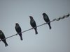 brown headed cowbird