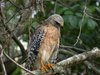 red-shouldered hawk