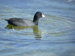American Coot