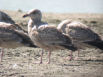 American Herring Gull