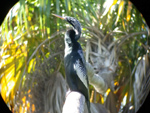 Anhinga