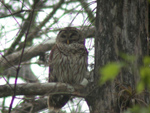 Barred Owl