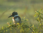Belted Kingfisher