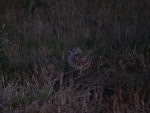 Burrowing Owl