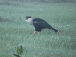 Caracara