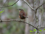Carolina Wren