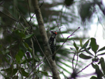 Downy Woodpecker