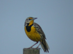 Eastern Meadowlark