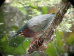 Green Heron