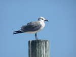 Laughing Gull