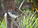 Northern Mockingbird