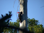 Pileated Woodpecker