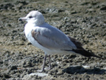 Ring Billed Gull