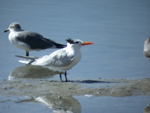 Royal Tern