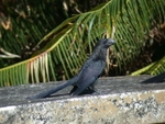Smooth Billed Anis