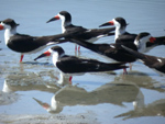 Skimmer