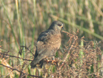 Snail Kite