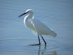 Snowy Egret