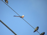 Scissor-tailed Flycatcher