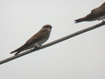 Northern Rough-winged Swallow