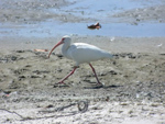 White Ibis